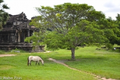 cambogia (7 di 28)